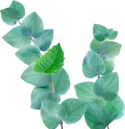 Kneipp Refreshing - Douche Foam -Verzorgings Producten Winkel 1169x1200 4