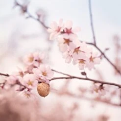 Weleda Zwangerschapsolie -Verzorgings Producten Winkel 1200x1199 20