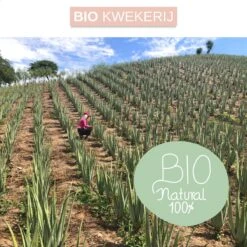 Dr. Green® 1x- Aloë Vera Blad - MAAK GEL IN 3 MINUTEN - 100% Puur - Biologisch -Verzorgings Producten Winkel 1200x1200 710