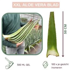 Dr. Green® 1x- Aloë Vera Blad - MAAK GEL IN 3 MINUTEN - 100% Puur - Biologisch -Verzorgings Producten Winkel 1200x1200 711