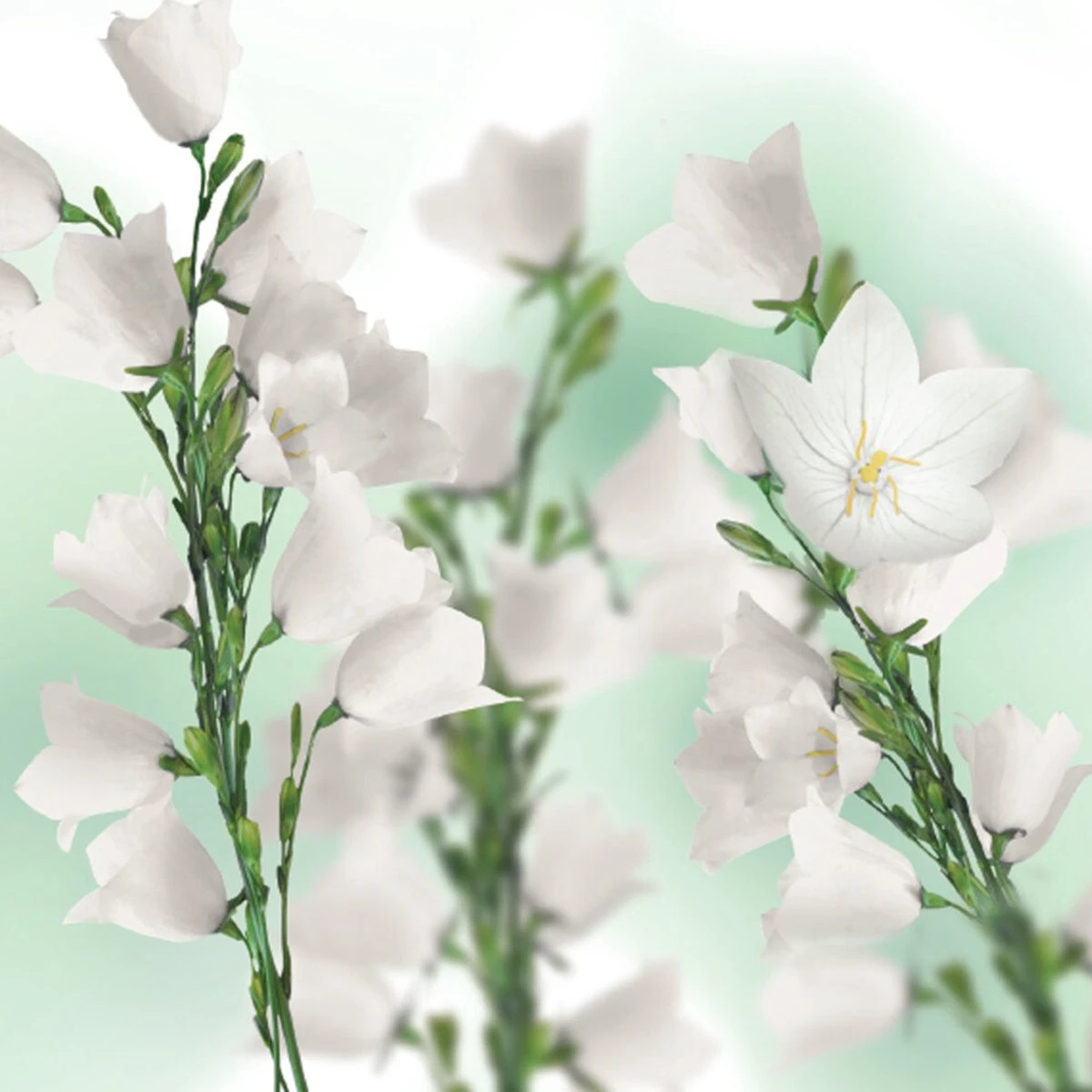 Kneipp Balancing - Douche Foam 8 Kneipp Balancing - Douche Foam - Afbeelding 8