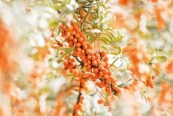 Weleda DUINDOORN VITALISERENDE BODY LOTION -Verzorgings Producten Winkel 1200x800 29