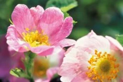 Weleda WILDE ROZEN VERWENNENDE BODY LOTION -Verzorgings Producten Winkel 1200x804 2