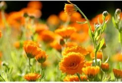 Weleda Calendula Zalf -Verzorgings Producten Winkel 1200x819