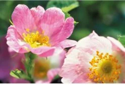 Weleda Wilde Rozen Deodorant Spray -Verzorgings Producten Winkel 1200x822 2