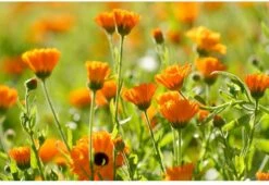 Weleda Calendula Massageolie -Verzorgings Producten Winkel 1200x825 2