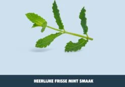 Smyle - Tandpasta Tabletten - Navulling - Met Fluoride - Tandpasta Tabs - 250 Stuk(s) - Plastic-vrij -Verzorgings Producten Winkel 1200x834