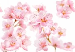 Kneipp Soft Skin - Sugar & Oil Body Scrub 13 Kneipp Soft Skin - Sugar & Oil Body Scrub -Verzorgings Producten Winkel 1200x846 3