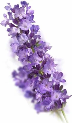 Kneipp Relaxing - Huidolie -Verzorgings Producten Winkel 703x1200