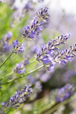 Weleda Lavendel Ontspannende Body Olie -Verzorgings Producten Winkel 800x1200 7